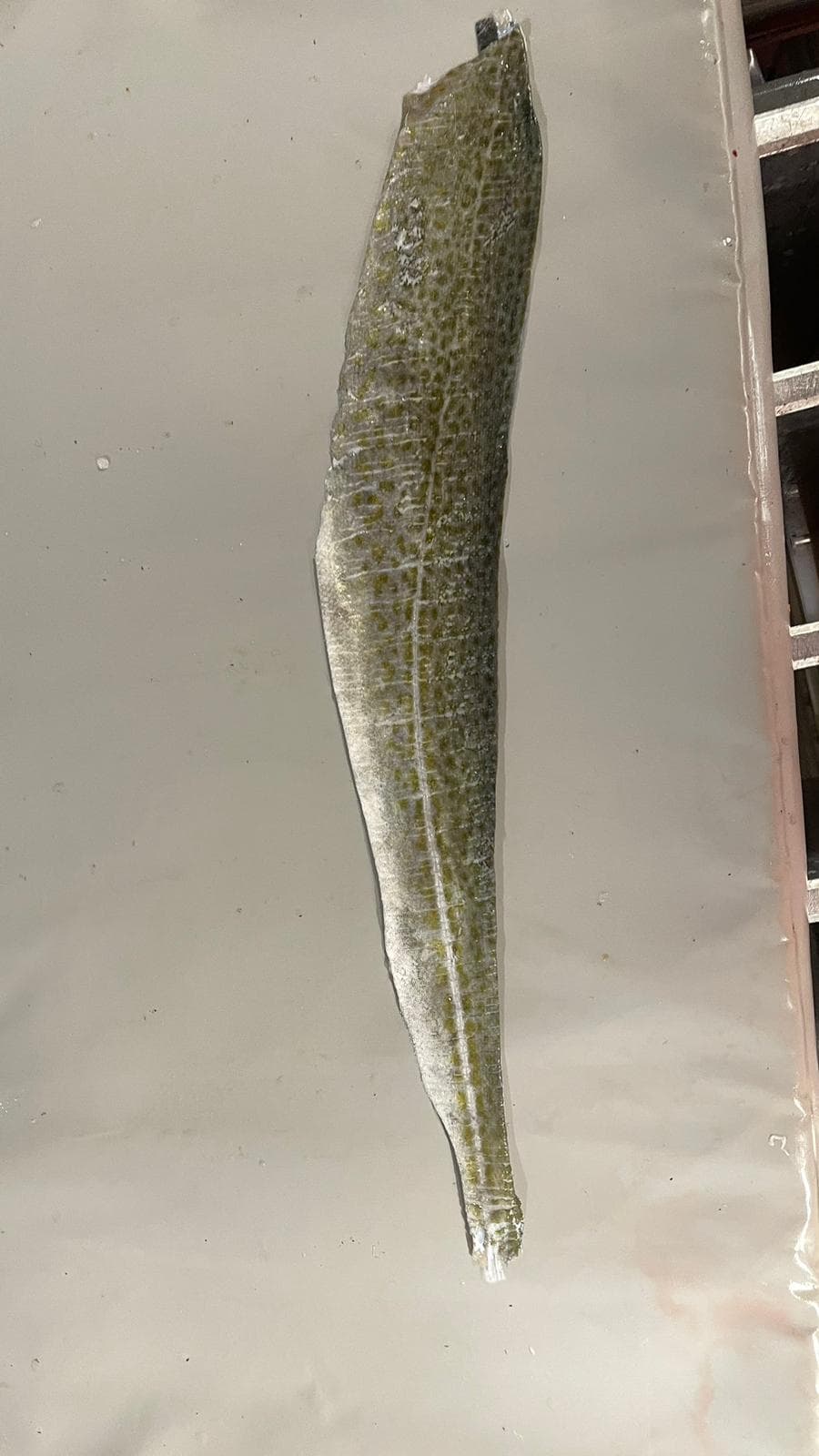 Skin of Cod