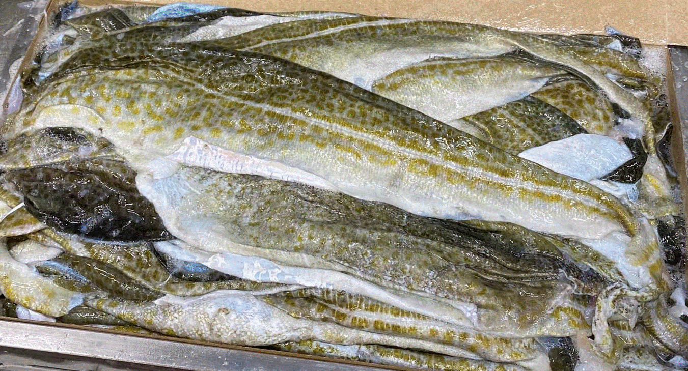 Fish skin from Cod, Saith and Haddock