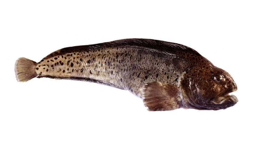 Other whitefish
