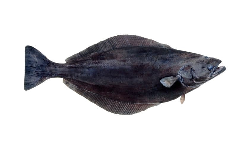 Greenland halibut