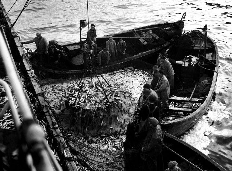 Sildefiske 1952